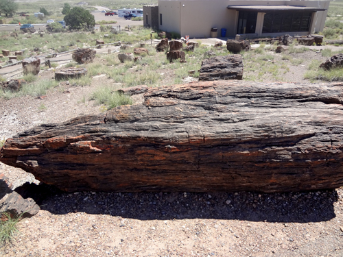 Petrified wood at Petrified Forest Giant Logs Trail